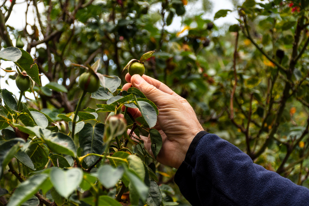 Hands harvesting fresh green olives