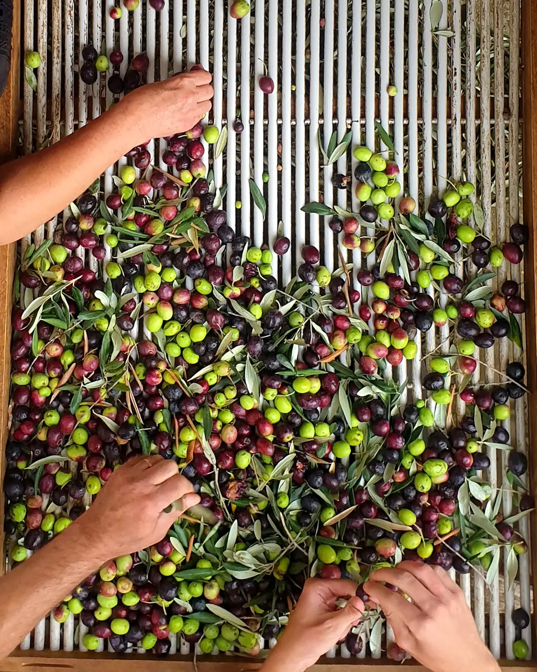 Olives being sorted and selected