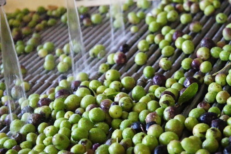 Worker in cleanroom gear processing olives